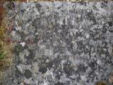 image of grave number 919867